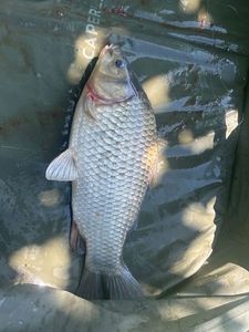 Common Bream