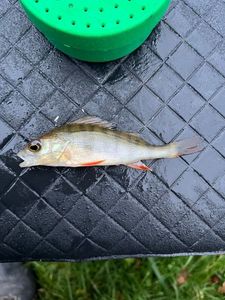 European Perch