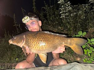 Common Carp