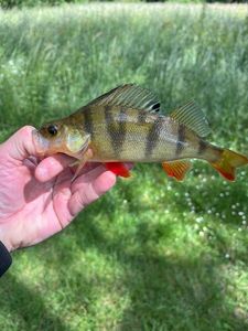 European Perch