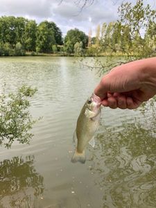 Largemouth Bass