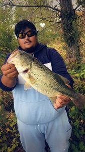 Largemouth Bass
