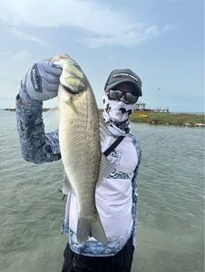 European Bass (Seabass)