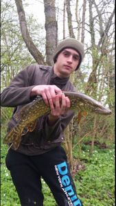 Northern Pike