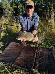 Crucian Carp