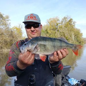 European Perch