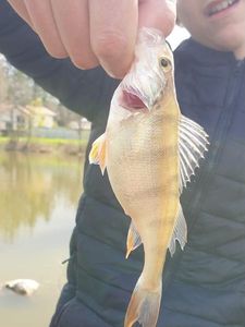 European Perch