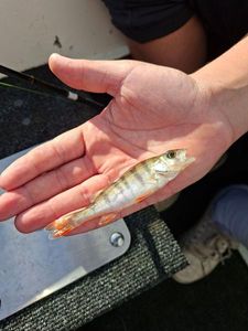 European Perch