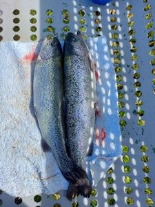 Brown Trout