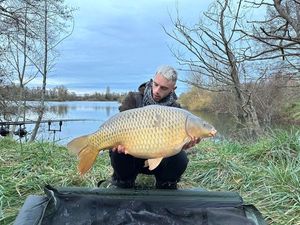 Common Carp