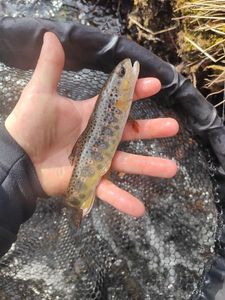Brown Trout