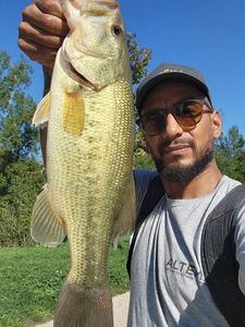 Largemouth Bass