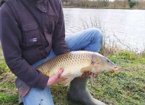 Common Carp