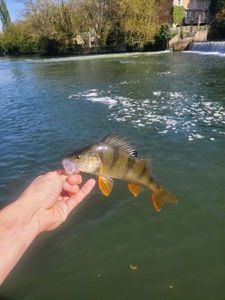 Yellow Perch