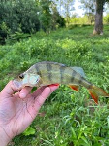 European Perch