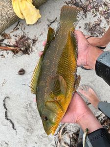 Ballan Wrasse