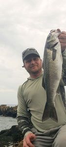 European Bass (Seabass)