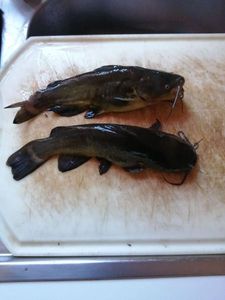 Black Bullhead