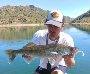 Zander