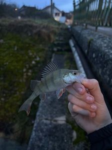 European Perch