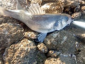 European Bass (Seabass)