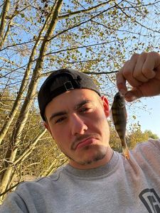 Yellow Perch