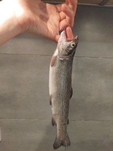 Rainbow Trout