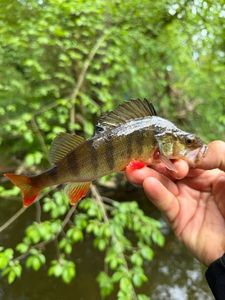 European Perch