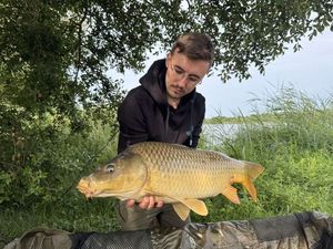 Common Carp