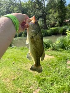 Largemouth Bass