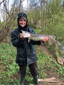 Chain Pickerel