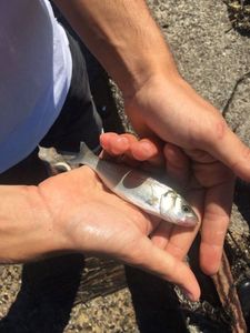 European Bass (Seabass)