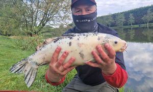 Koï Fish
