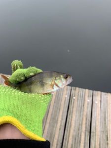Yellow Perch