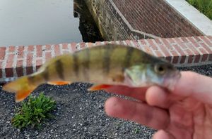 European Perch
