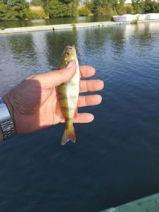 European Perch