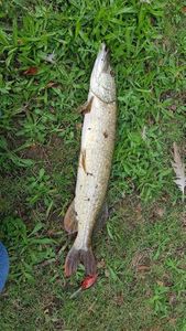 Northern Pike