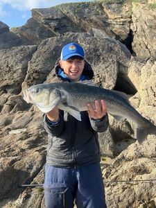 European Bass (Seabass)