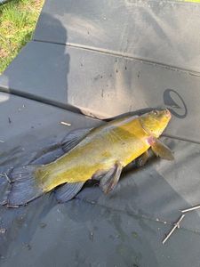 Tench