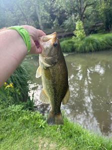 Largemouth Bass