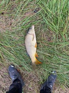 Common Carp
