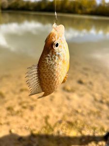 Green Sunfish