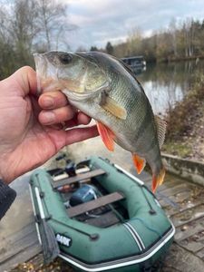 European Perch