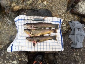 Brown Trout