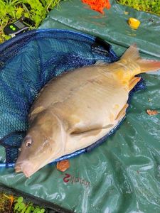 Mirror Carp