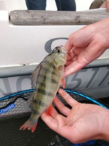 European Perch