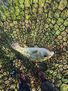 Largemouth Bass
