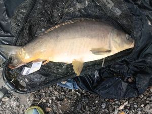 Mirror Carp