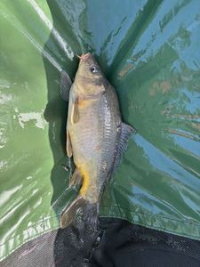 Mirror Carp