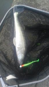 Zander